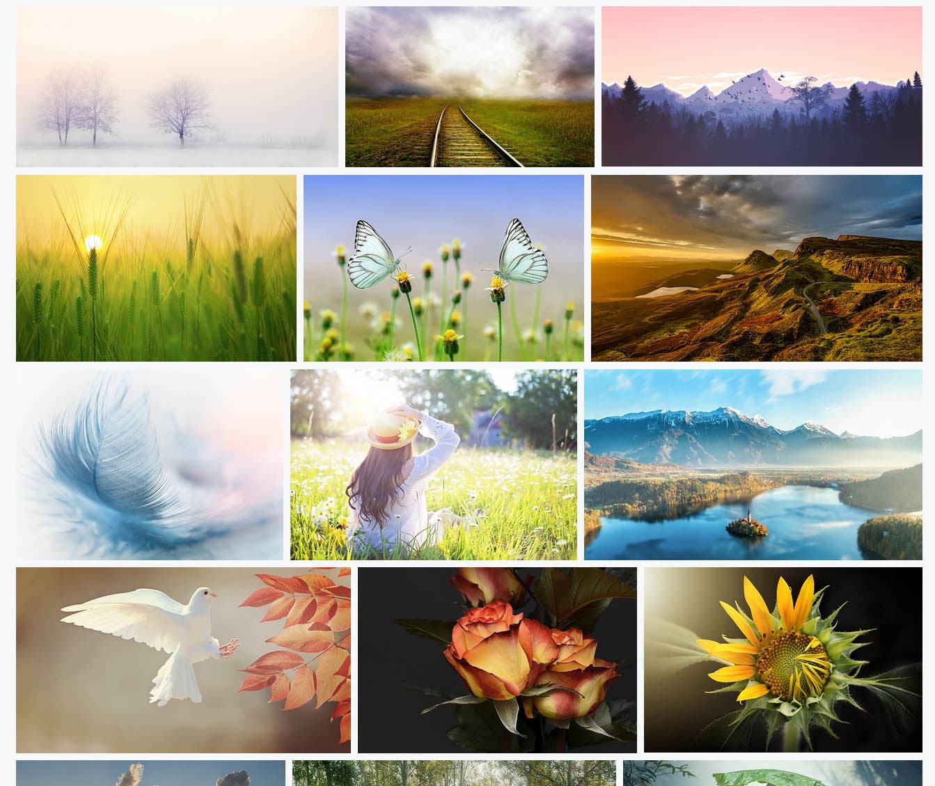 10 Banques D images Libres De Droits Et Gratuites Dear Sunflower