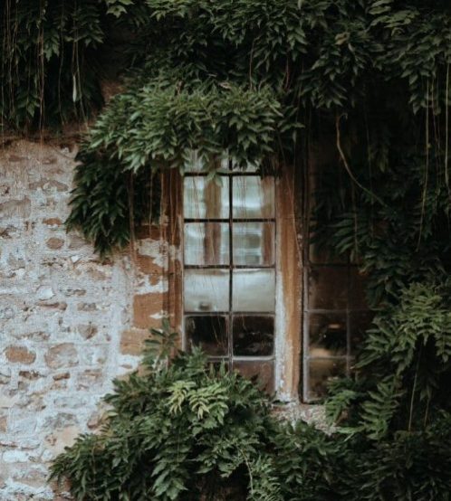 Photo d'une fenêtre avec des plantes
