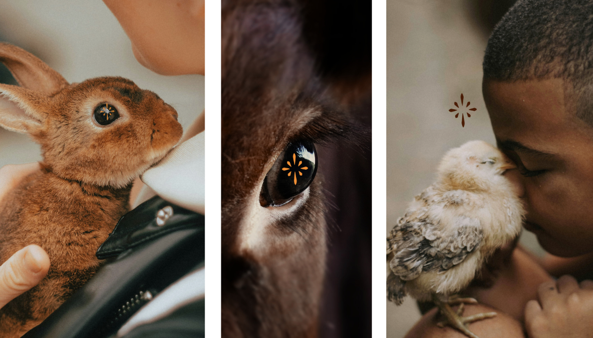 dear-sunflower-identite-visuelle-association-sentience-17