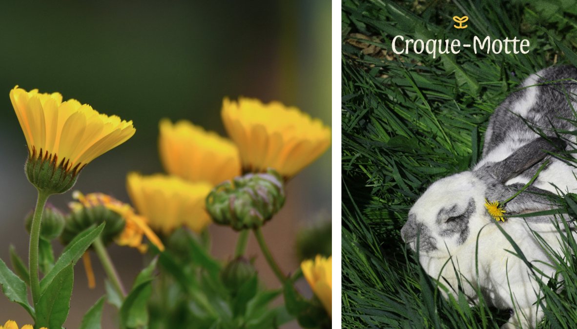 dear-sunflower-identite-visuelle-croque-motte-4