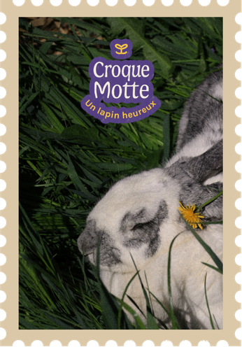 dear-sunflower-graphisme-eco-responsable-croque-motte